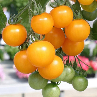 Hạt giống cà chua cherry bi vàng (0,1g)
