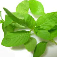 Hạt giống rau thơm Sả (Lá é)- húng trắng- 2 gram