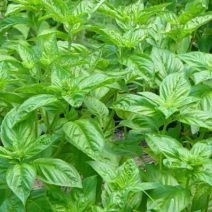 Hạt giống rau thơm Sả (Lá é)- húng trắng- 2 gram