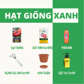 Hạt giống rau thơm Sả (Lá é)- húng trắng- 2 gram