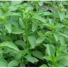 Hạt giống rau thơm Sả (Lá é)- húng trắng- 2 gram