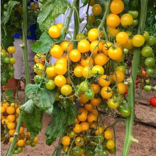 Hạt giống cà chua cherry bi vàng (0,1g)