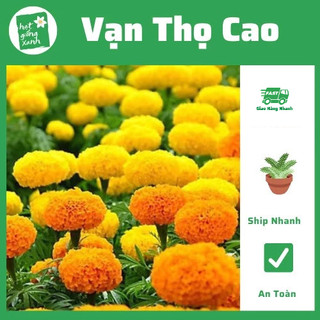 Hạt giống Hoa Vạn Thọ Cao Nhiều Màu (0,1gr)