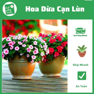 Hạt giống hoa dừa cạn lùn lai nhiều màu (0.03g) Nảy Mần Cực Chuẩn