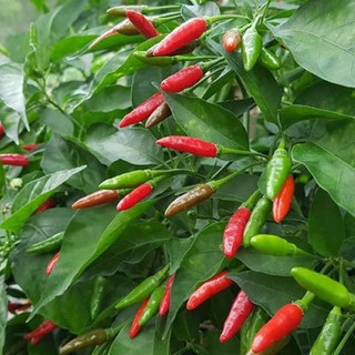 Hạt Giống Ớt Xiêm Xanh(0.1gr)