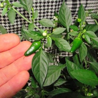 Hạt Giống Ớt Xiêm Xanh(0.1gr)