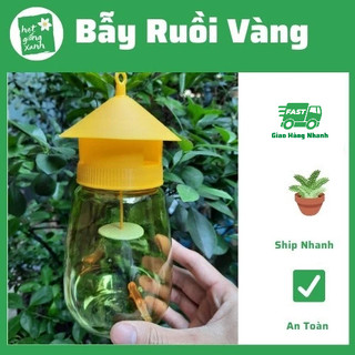 Dụng Cụ Bẫy Ruồi Vàng Thế Hệ Mới