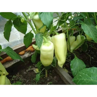 Hạt Giống Ớt Đùi Gà Thái Lan(gói nguyên zin 0.3 gram)