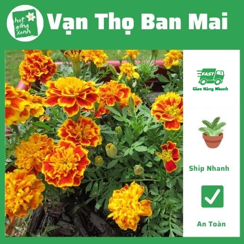 Vạn thọ Pháp ban mai (0.1g)