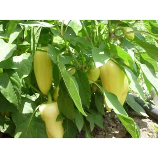 Hạt Giống Ớt Đùi Gà Thái Lan(gói nguyên zin 0.3 gram)