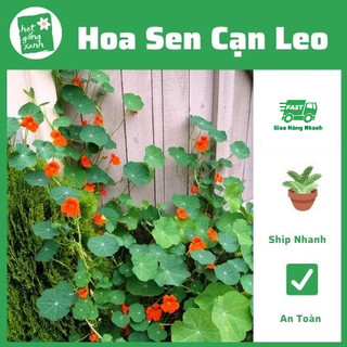 Hoa sen cạn leo- 5 hạt