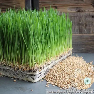 Hạt Giống Cỏ Lúa Mỳ Thái Lan(gói zin 10g)
