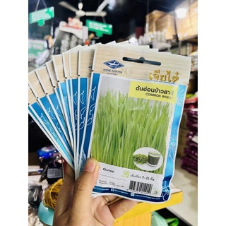 Hạt Giống Cỏ Lúa Mỳ Thái Lan(gói zin 10g)