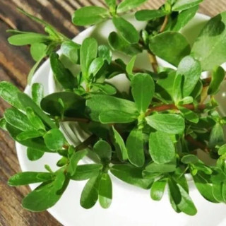 Hạt Giống Rau Sam TN(2g) phù hợp khí hậu VN