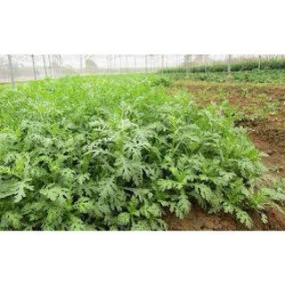 5 gói hạt giống tần ô (20gr/gói)