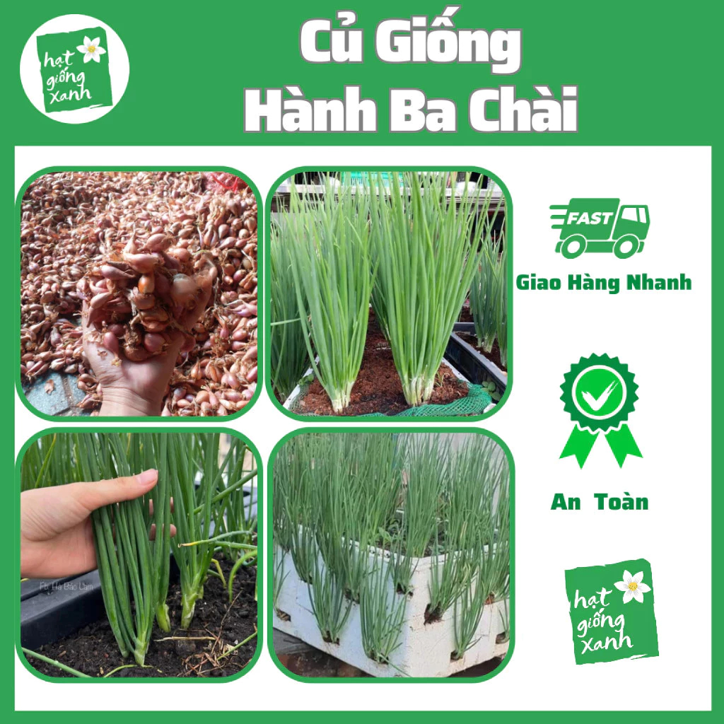 Củ giống Hành Ba Chài Zin(1kg)