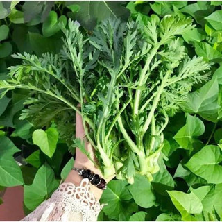 5 gói hạt giống tần ô (20gr/gói)