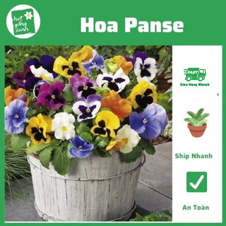 Hạt giống hoa panse nhiều màu