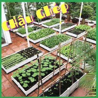 Hạt giống hoa panse nhiều màu(0.03g)