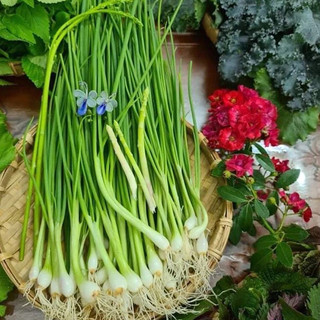 Củ giống Hành Ba Chài Zin(1kg)