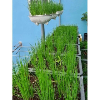 Củ giống Hành Ba Chài Zin(1kg)