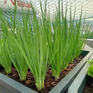 Củ giống Hành Ba Chài Zin(1kg)