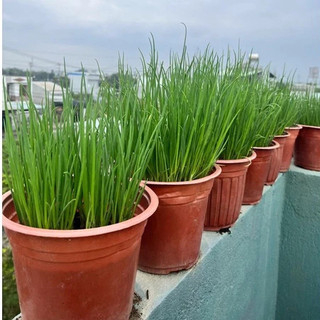 Củ giống Hành Ba Chài Zin(1kg)
