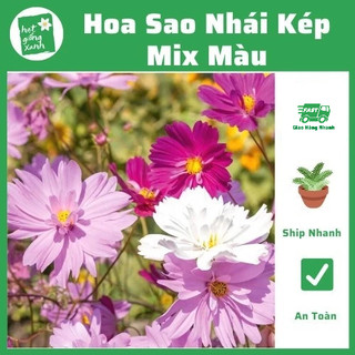 Hạt giống hoa sao nhái kép nhiều màu