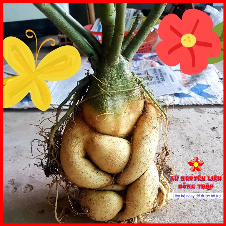 (Chỉ Đi Đơn Từ 2 Cây) Sứ Thái, Sứ Nguyên Thủy, Sứ Nguyên Liệu Củ Đẹp Siêu To Chậu 7 - 13 Chất Lượng Cao