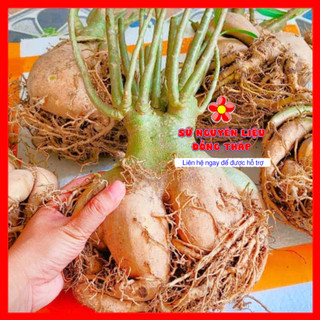 Sứ thái, sứ nguyên thuỷ, sứ nguyên liệu - Chậu C12-C13 củ đẹp siêu to