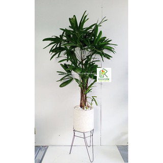 Chậu đá mài trụ tròn 25cm