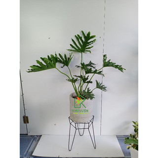 Chậu đá mài trụ tròn 25cm