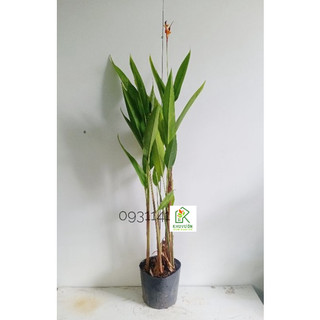 Cây chuối mỏ két hoa đỏ( Chuối thiên điểu)