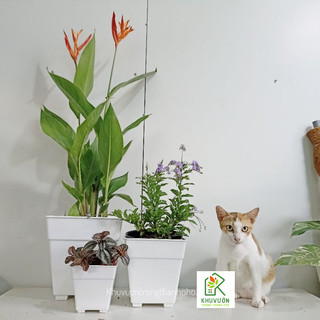 Cây chuối mỏ két hoa đỏ( Chuối thiên điểu)