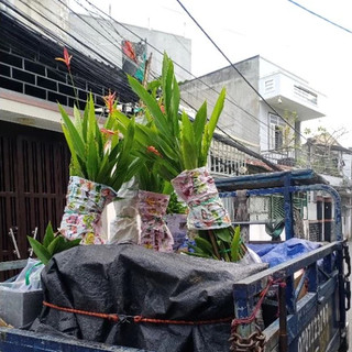 Cây chuối mỏ két hoa đỏ( Chuối thiên điểu)