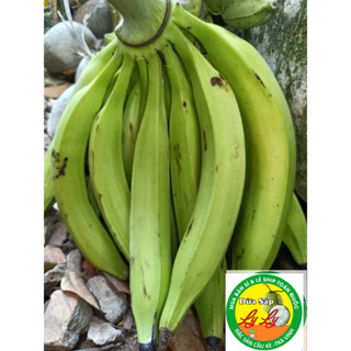 TRÁI CHUỐI TÁ QUẠ SỐNG TẠI VƯỜN CẦU KÈ TRÀ VINH