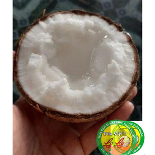 Combo 3 trái Dừa sáp Bi 500g 2 phần ăn