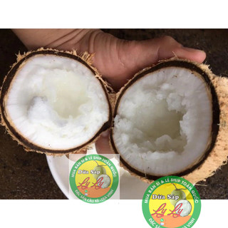 Combo 3 trái Dừa sáp Bi 500g 2 phần ăn