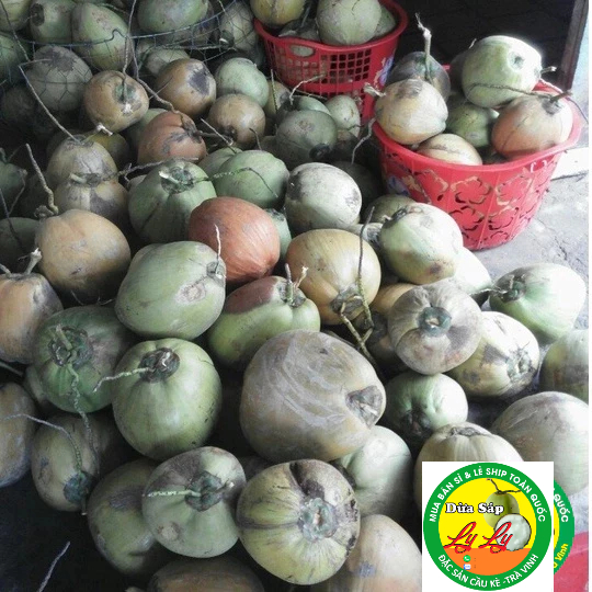 DỪA SÁP ĐẶC RUỘT SỈ LẺ CẦU KÈ TRÀ VINH