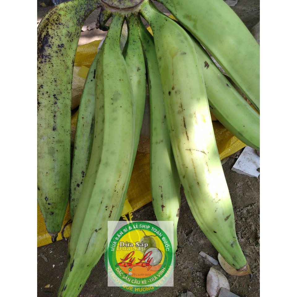 1 Green Bananas or Plantain ( CHUỐI TÁ QUẠ SỐNG Y ẢNH )