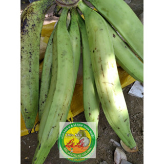 1 Green Bananas or Plantain ( CHUỐI TÁ QUẠ SỐNG Y ẢNH )