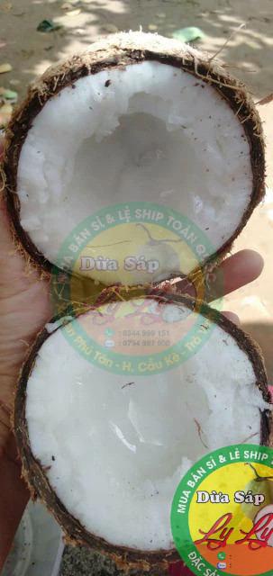 Combo 5 trái Dừa Bi 700,800g đặc ruột