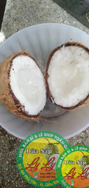 Combo 5 trái Dừa Bi 700,800g đặc ruột