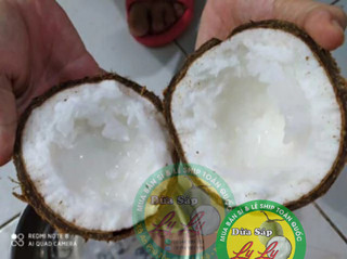 Combo 5 trái Dừa Bi 700,800g đặc ruột