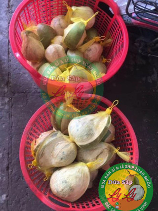 Combo 5 trái Dừa Bi 700,800g đặc ruột