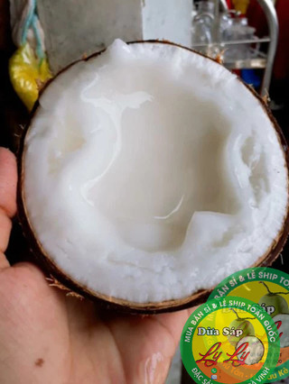 DỪA SÁP LOẠI ĐẶC BIỆT COMBO 3 QUẢ 3KY5