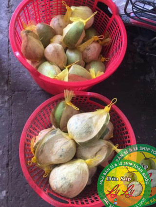 DỪA SÁP LOẠI ĐẶC BIỆT COMBO 3 QUẢ 3KY5