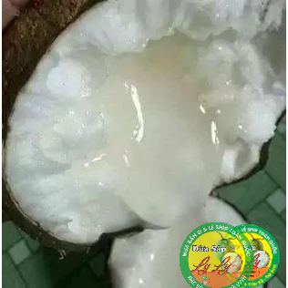 DỪA SÁP NGUYÊN VỎ XANH ĐỂ LÂU TẠI CẦU KÈ TRÀ VINH