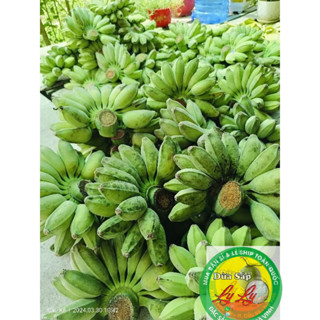 1KG CHUỐI SÁP NGHỆ NẢI SỐNG TẠI VƯỜN