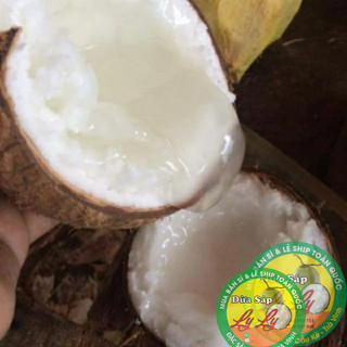 DỪA SÁP LOẠI ĐẶC BIỆT COMBO 3 QUẢ 3KY5